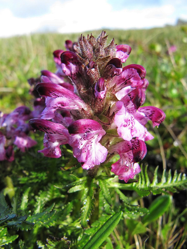 Изображение особи Pedicularis albolabiata.