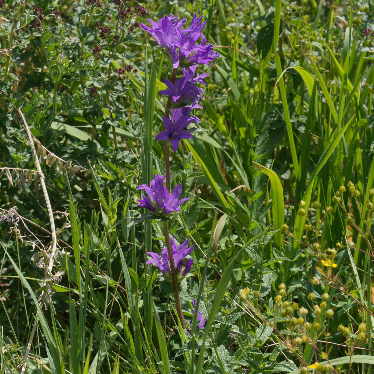 Image of Campanula glomerata specimen.