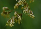 Hierochloe odorata