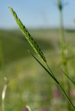 род Agropyron. Верхушка цветущего побега. Оренбургская обл., Саракташский р-н, Жёлтинский сельсовет, окр. Кандуровского карьера, каменистая степь. 29 мая 2024 г.
