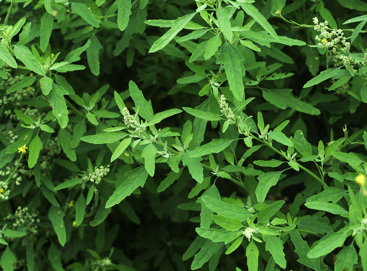 Image of Chenopodium ficifolium specimen.