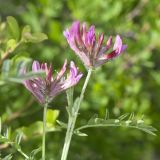 Astragalus brachylobus. Верхушки побегов с соцветиями. Волгоградская обл., Калачевский р-н, дол. р. Большая Голубая, пологий меловой склон. 09.05.2022.