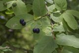 Lonicera nigra