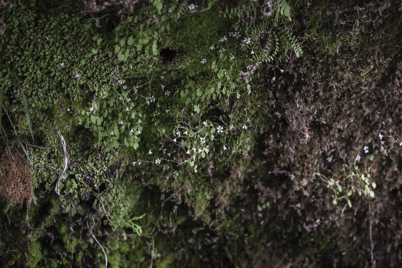 Image of Saxifraga cernua specimen.