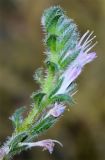 Echium biebersteinii. Верхушка побега с цветком. Узбекистан, г. Ташкент, Ботанический сад им. Ф.Н. Русанова, глинистая почва. 03.09.2025.