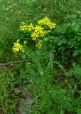 Senecio vernalis. Цветущее растение на обочине лесной дороги в дубовом лесу. Венгрия, окр. Будапешта, Будайский природный парк. 27.04.2010.