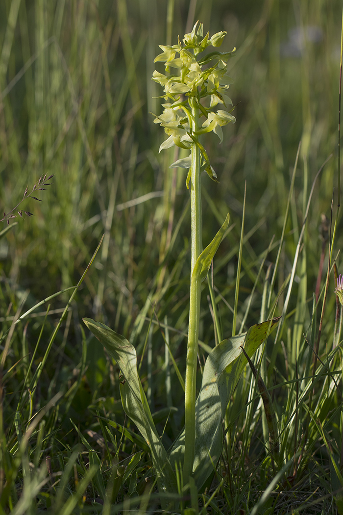 Изображение особи Platanthera chlorantha.