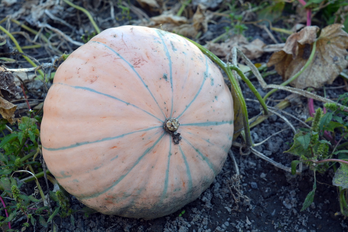 Изображение особи род Cucurbita.