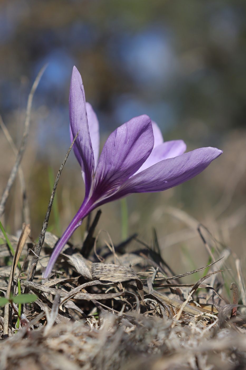 Image of Crocus pallasii specimen.