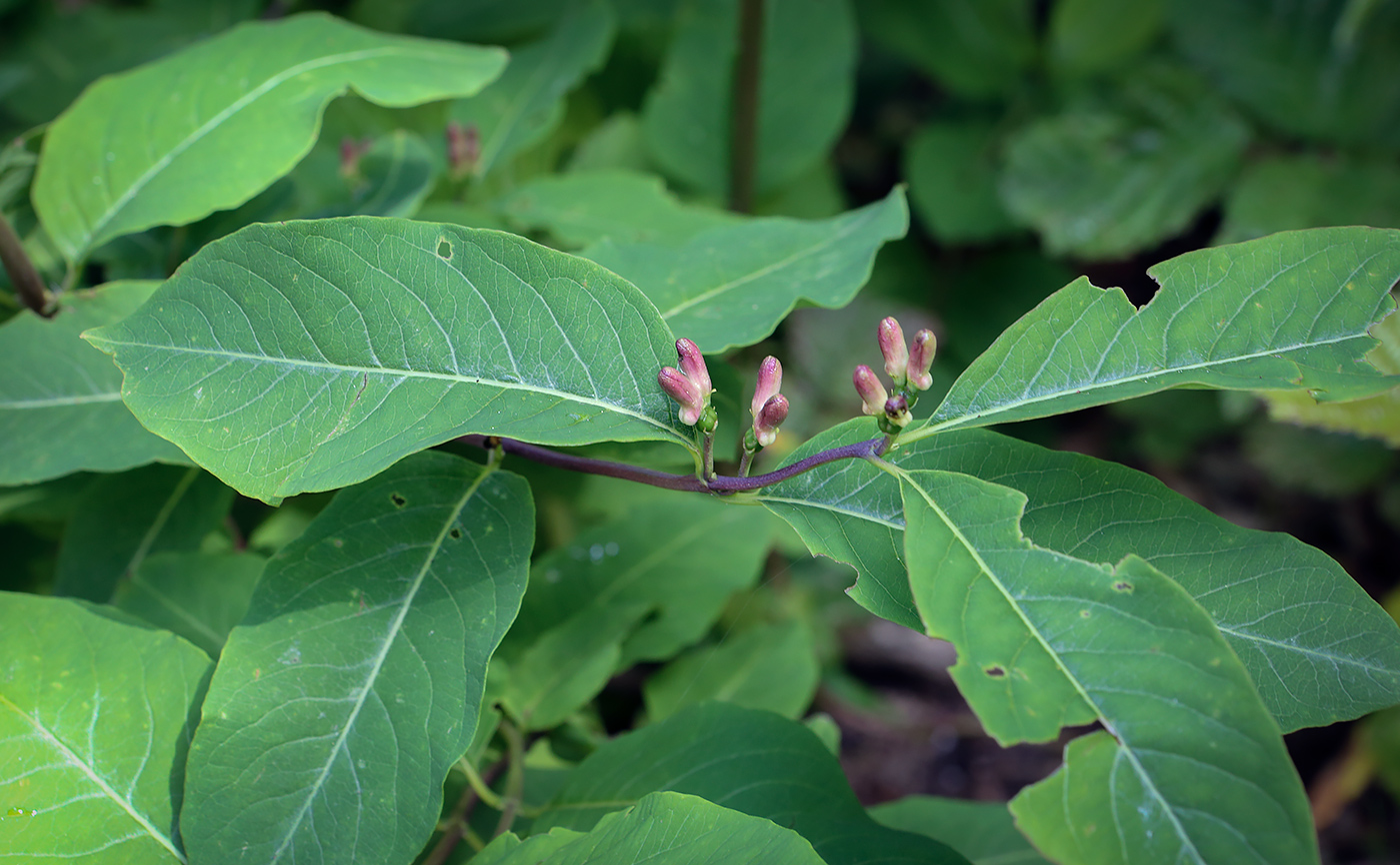 Image of Lonicera orientalis specimen.