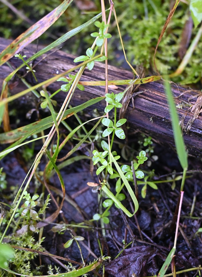 Изображение особи род Galium.