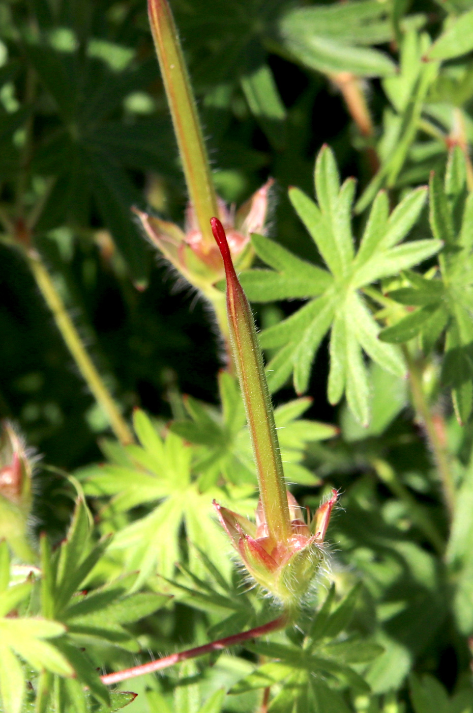 Image of Geranium sanguineum specimen.