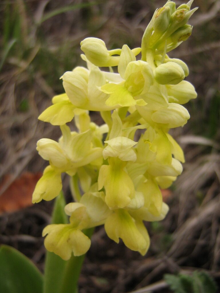 Image of Orchis pallens specimen.