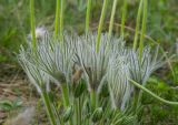 Pulsatilla patens. Средние части плодоносящих побегов со стеблевыми листьями и верхушки прикорневых листьев. Башкортостан, Зилаирский р-н, Зилаирский сельсовет, окр. с. Зилаир, дол. р. Зилаир, травянистый склон прибрежного скальника. 2 мая 2025 г.