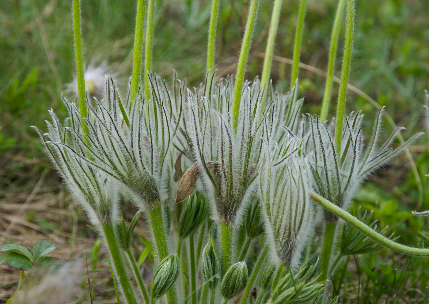Изображение особи Pulsatilla patens.