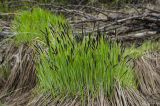 genus Carex