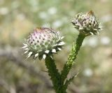 genus Carduus. Развивающееся соцветие. Турция, ил Хаккяри, окр. ур. Кёпрюлю, выс. 1000 м н.у.м. 25 мая 2025 г.