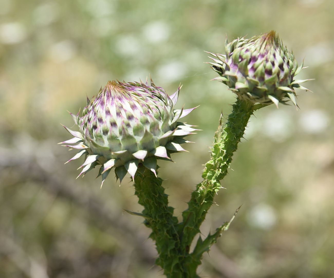 Image of genus Carduus specimen.