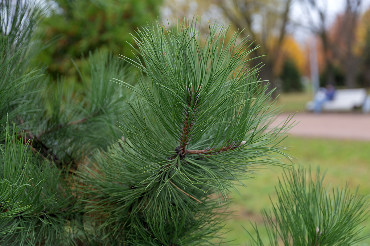 Image of genus Pinus specimen.