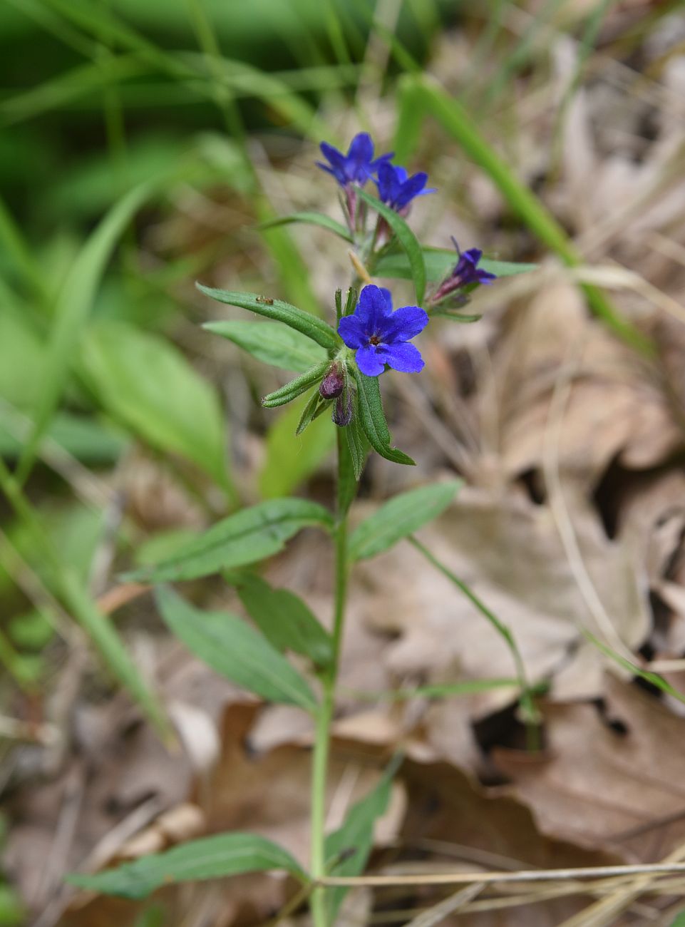 Изображение особи Aegonychon purpurocaeruleum.