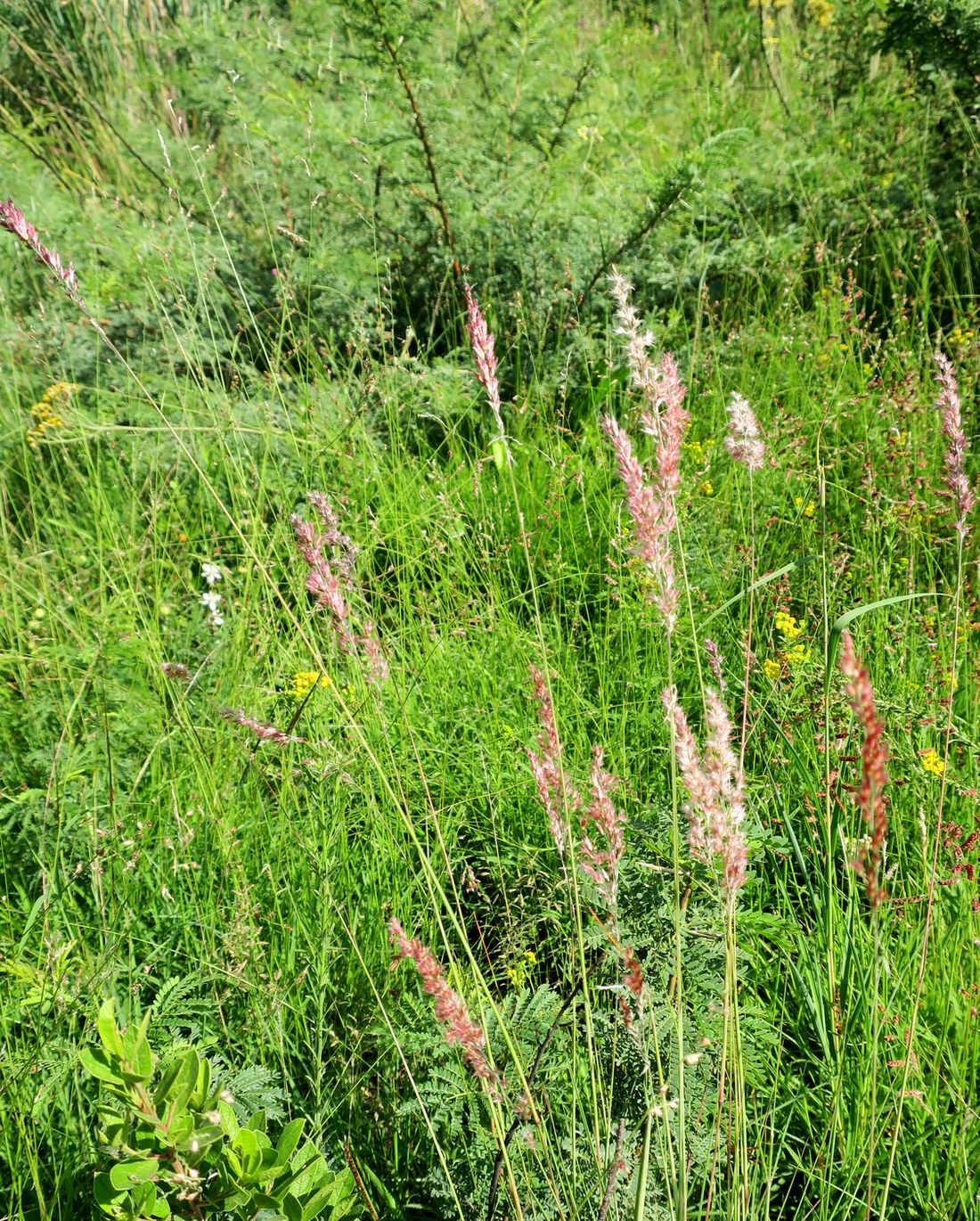 Изображение особи Melinis nerviglumis.