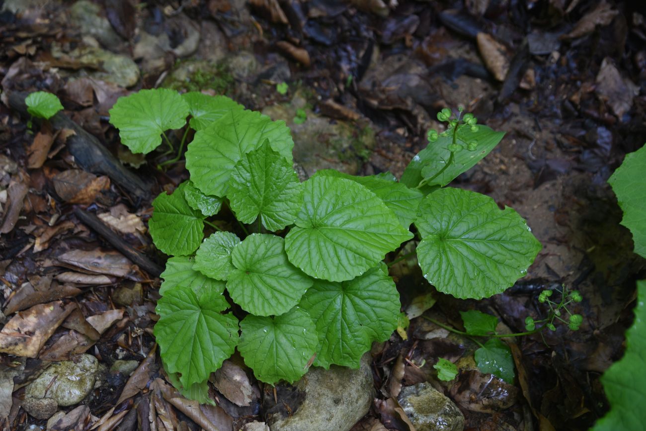Image of Unknown species specimen.