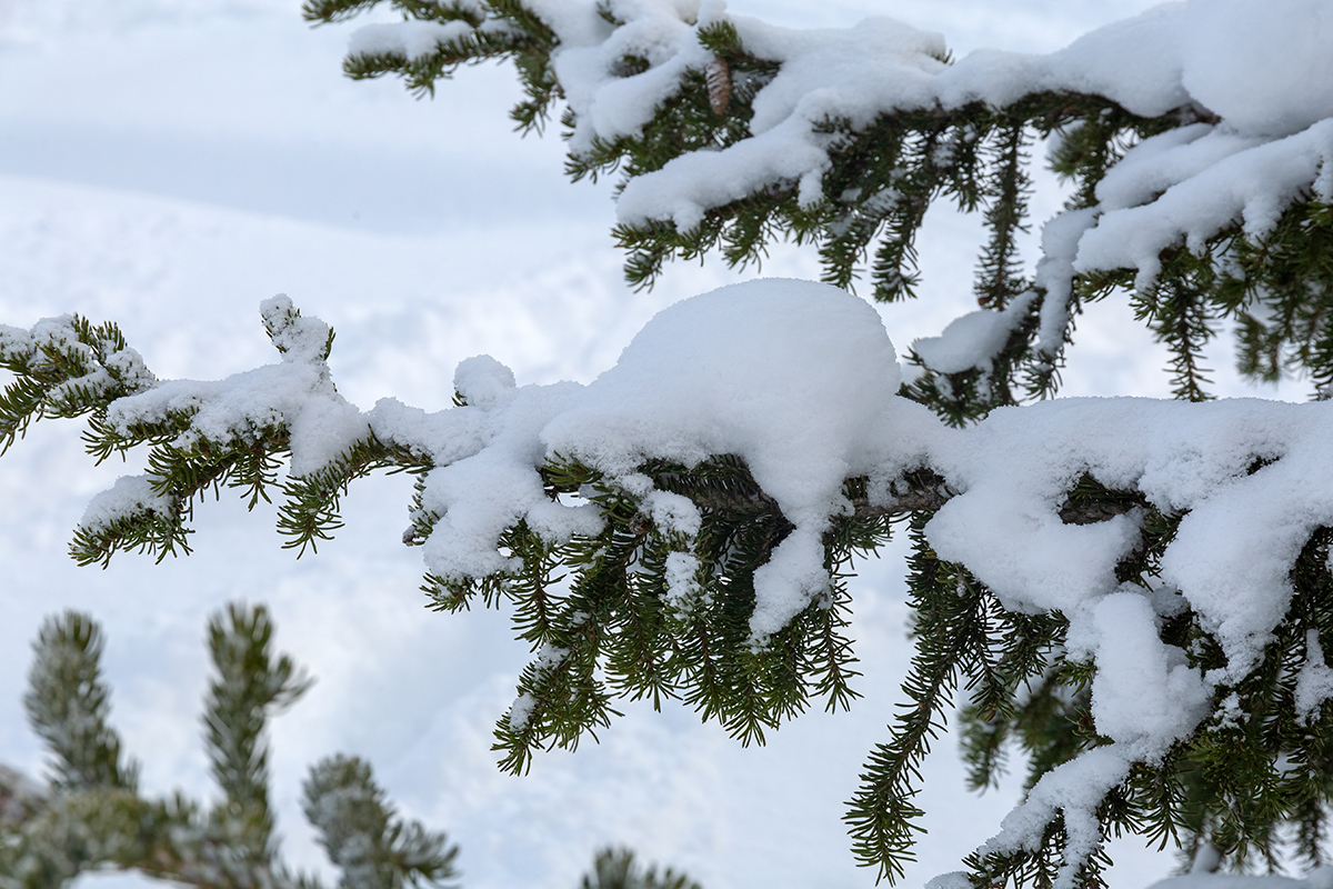 Изображение особи Picea obovata.