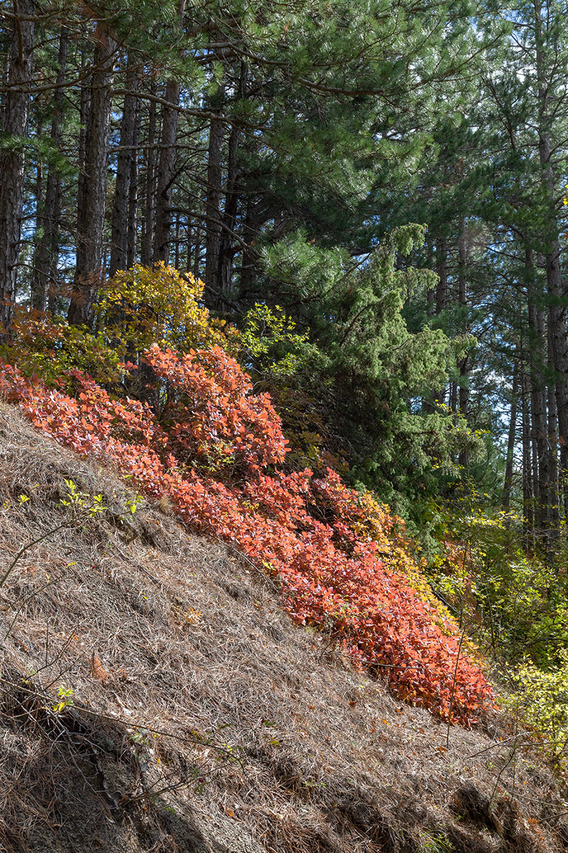 Image of Cotinus coggygria specimen.