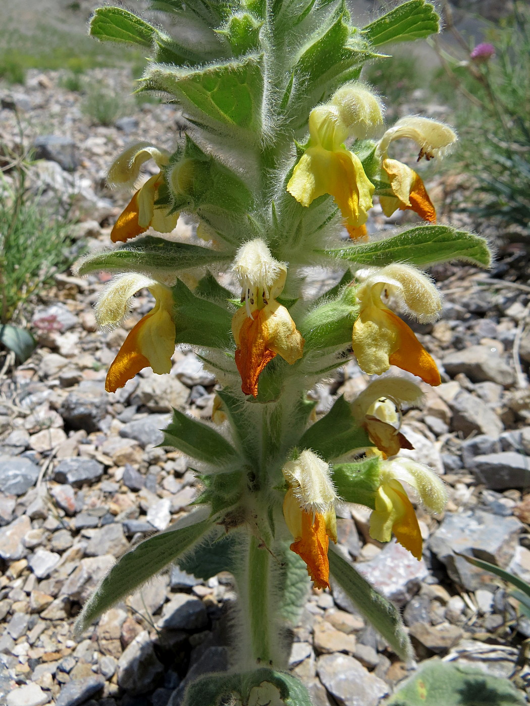 Изображение особи Phlomoides tianschanica.