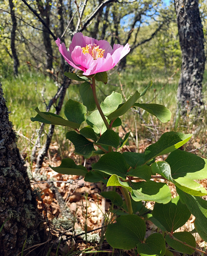Изображение особи Paeonia daurica.
