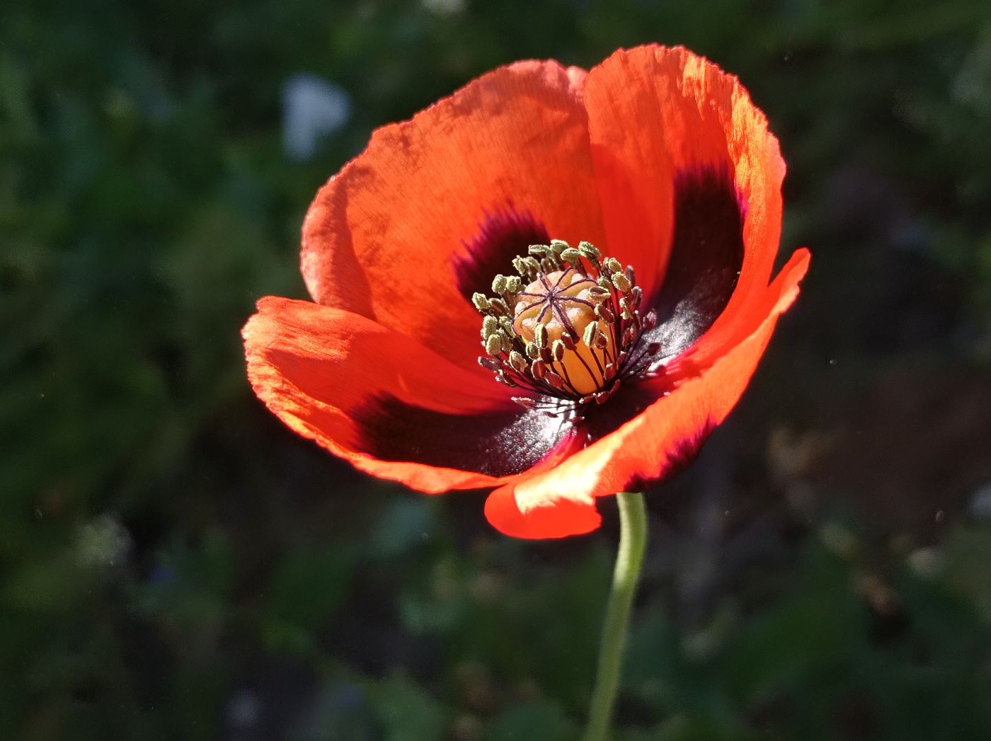 Image of Papaver stevenianum specimen.