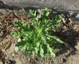 Senecio vulgaris. Растение с развивающимися соцветиями. Московская обл., Павлово-Посадский ГО, г. Электрогорск, у стены дома. 15.05.2026.