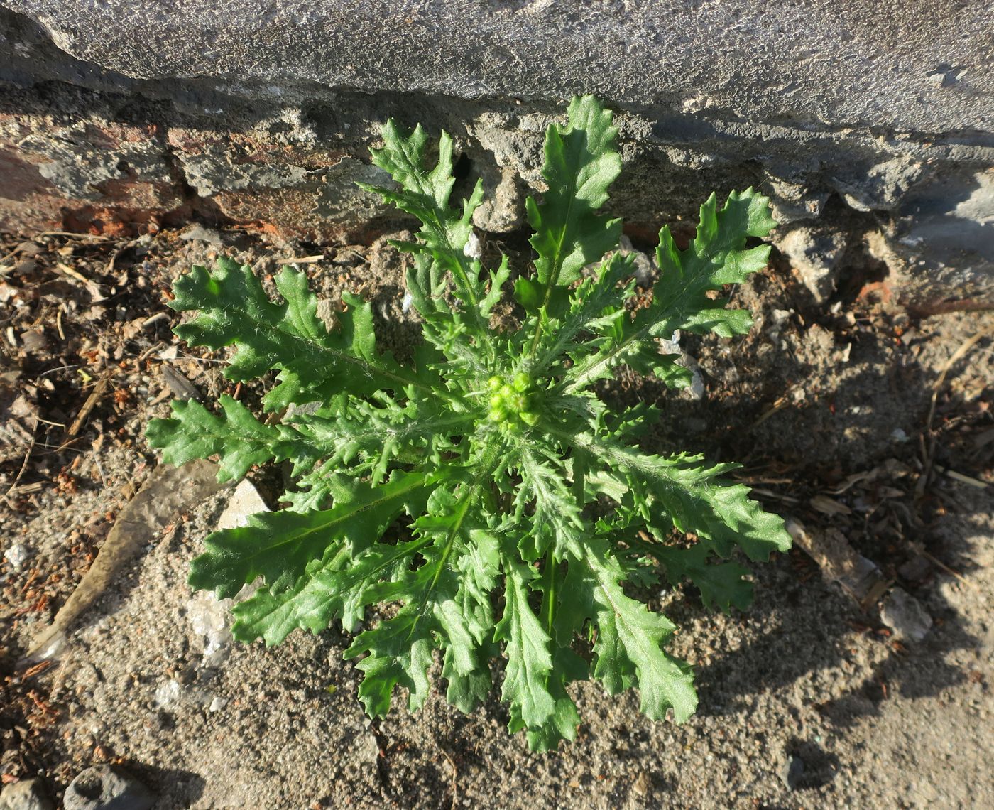 Image of Senecio vulgaris specimen.