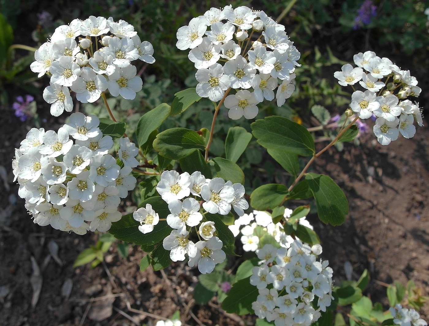 Изображение особи род Spiraea.