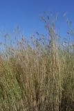 Triticum boeoticum. Цветущие растения. Крым, Севастополь, залежь. 21.06.2026.