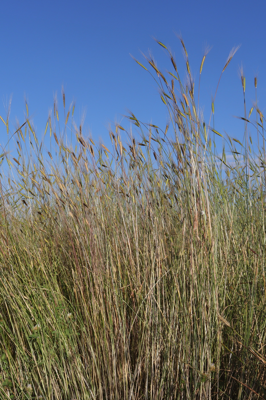 Image of Triticum boeoticum specimen.