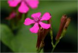 Silene armeria