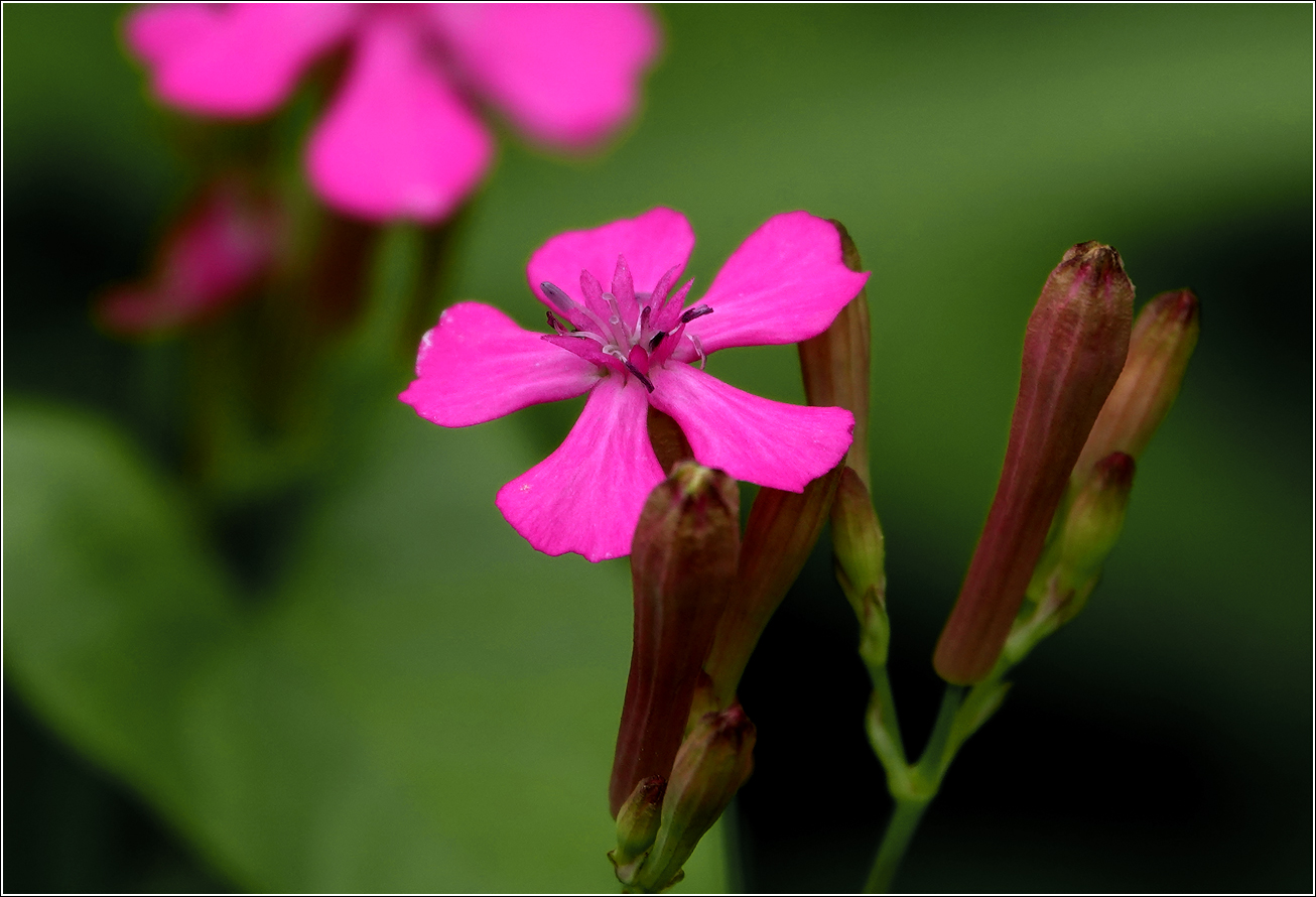 Изображение особи Silene armeria.