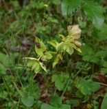 genus Helleborus