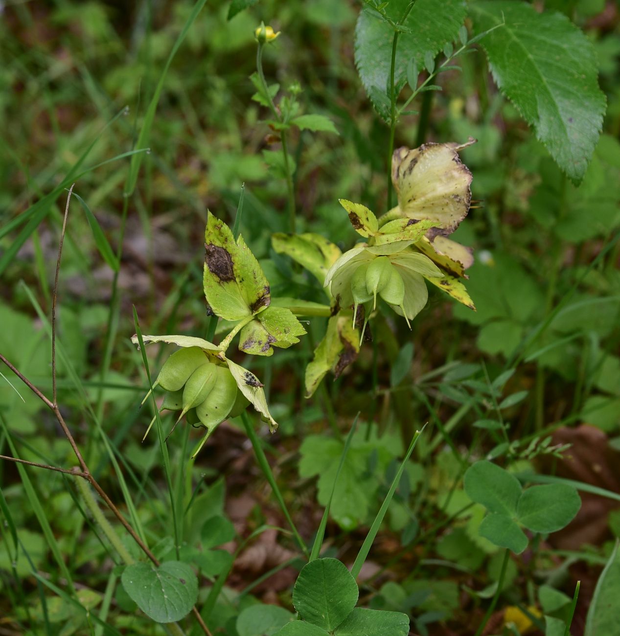 Image of genus Helleborus specimen.