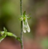 Listera pinetorum. Цветок. Хабаровский край, р-н имени Лазо, верховье р. Ко, выс. ≈ 930 м н.у.м., долинный хвойный лес. 01.08.2026.