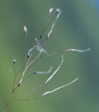 Ptilagrostis alpina. Часть соплодия. Хабаровский край, р-н имени Лазо, гора Ко, седловина между горами Столовая и Ко, выс. ≈ 1750 м н.у.м., каменная россыпь. 02.08.2026.
