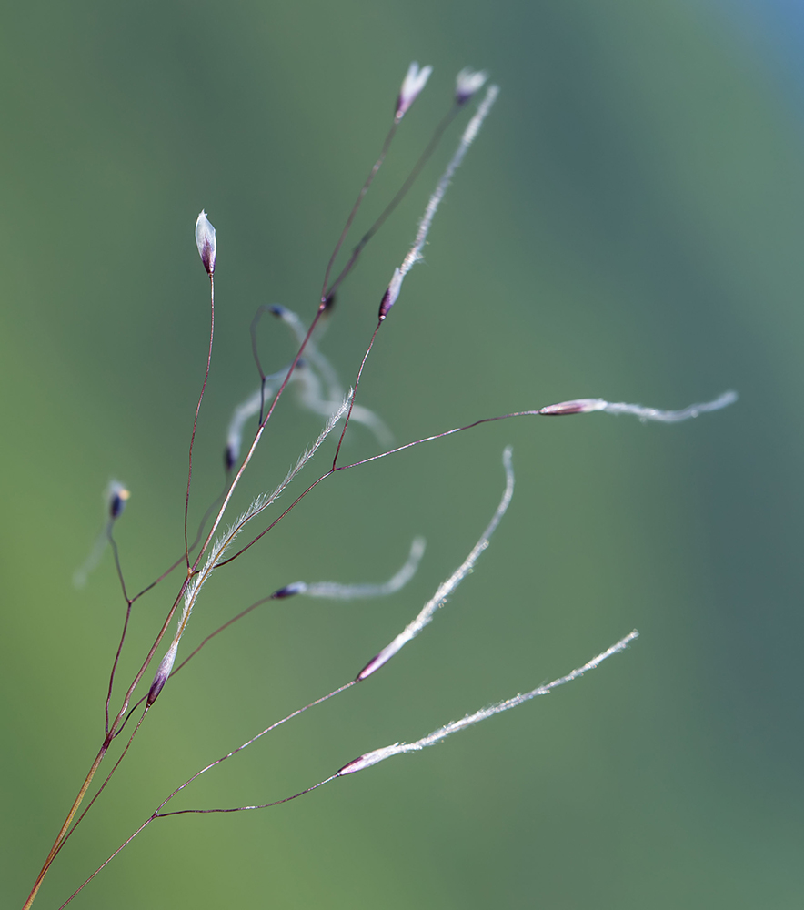 Изображение особи Ptilagrostis alpina.