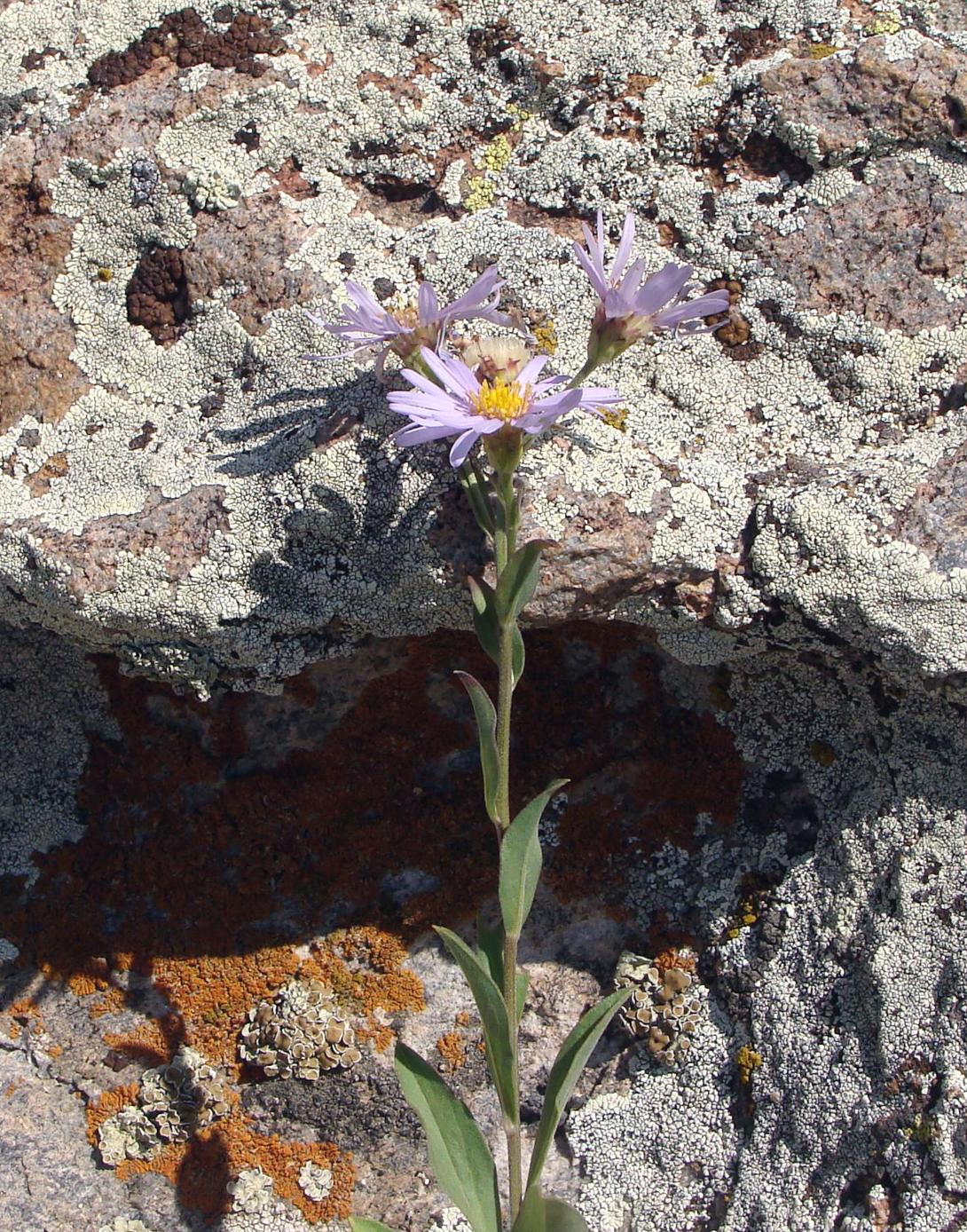 Image of genus Aster specimen.