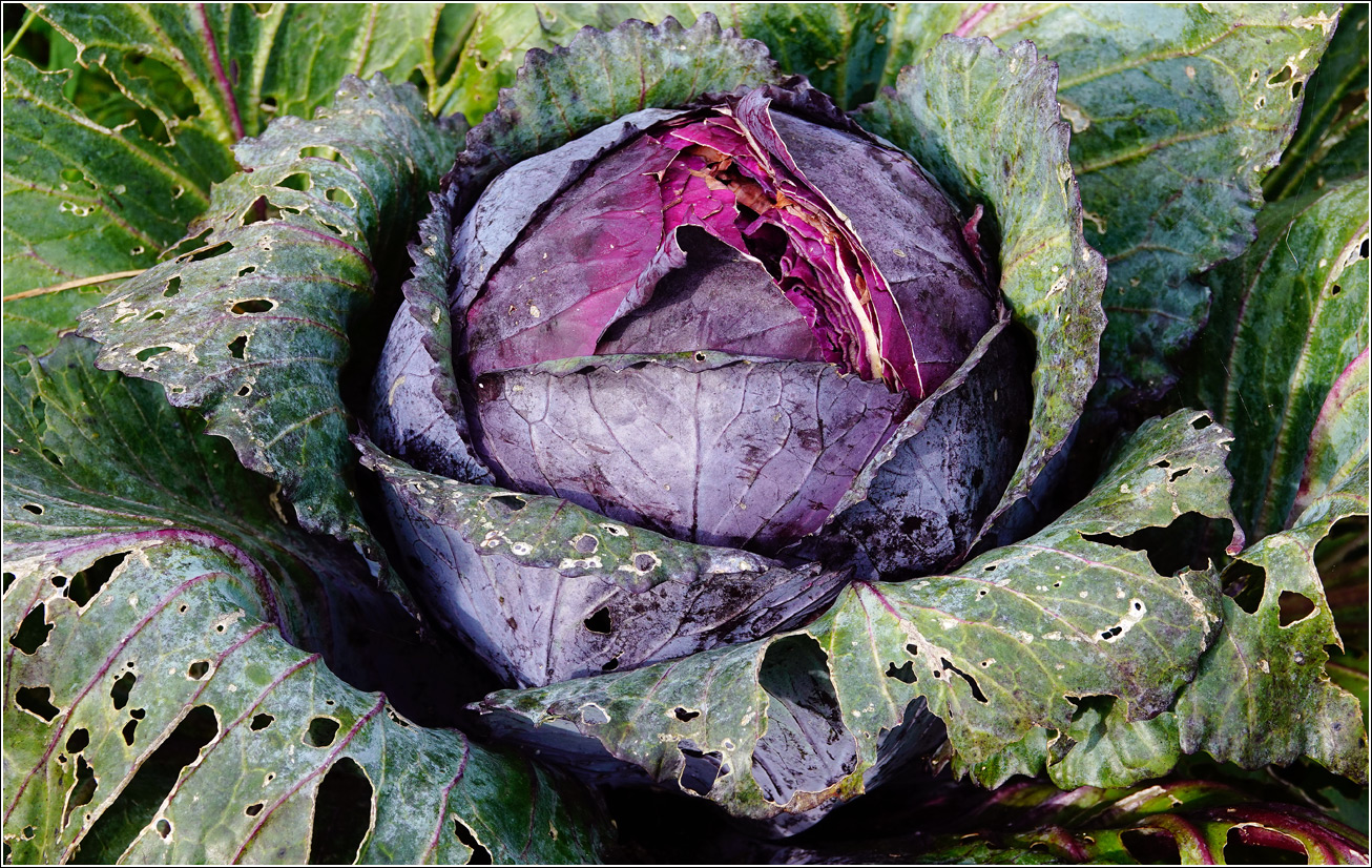 Изображение особи Brassica oleracea var. capitata.
