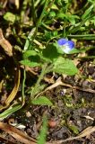genus Veronica. Цветущее растение. Турция, ил Артвин, у храма Отхта, луг. 13 июня 2026 г.
