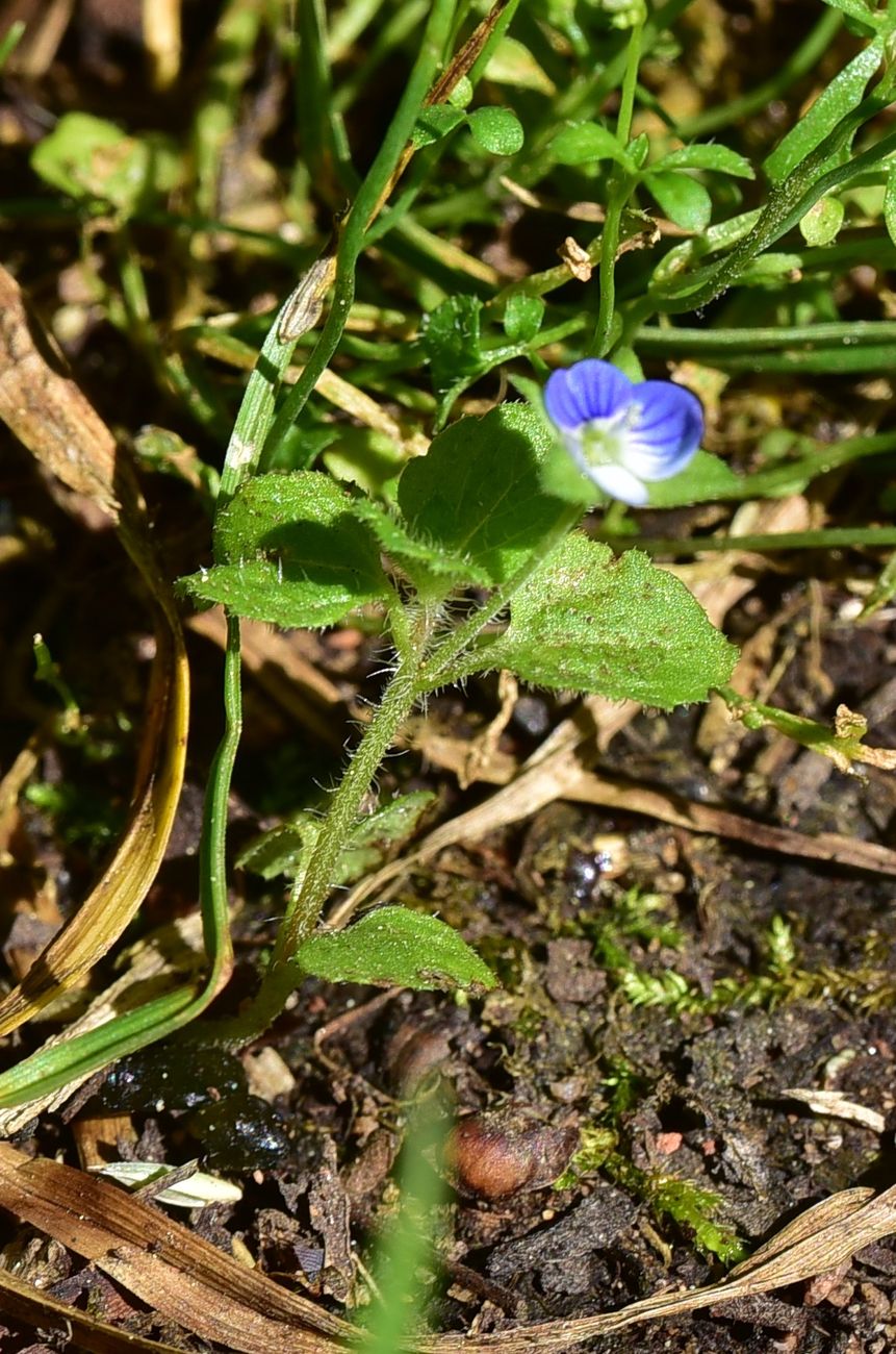 Image of genus Veronica specimen.