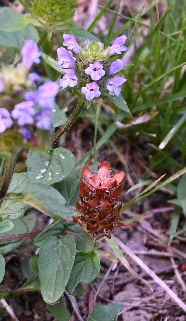 Image of Prunella vulgaris specimen.