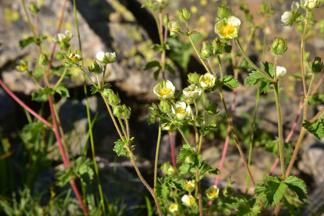 Image of Potentilla foliosa specimen.