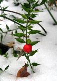 Ruscus aculeatus. Плодоносящее растение с бутонами. Крым, окр. Байдарского перевала. 1 января 2011 г.